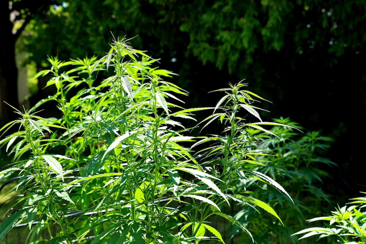 cannabis terapeutica Onu