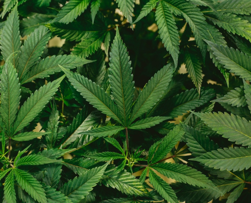 cannabis medica